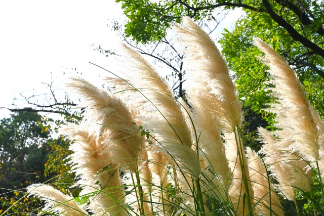 hanahakkei_pampus_250926_02