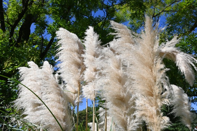 hanahakkei_pampus_251009_02