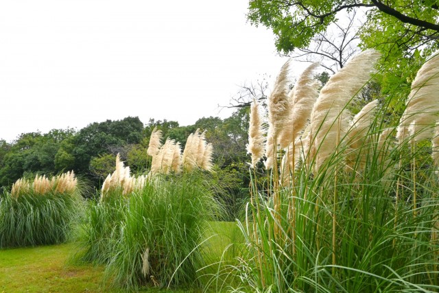 hanahakkei_pampus_251016_01