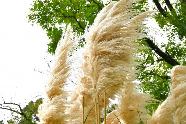 hanahakkei_pampus_251016_02