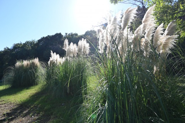 hanahakkei_pampus_251023_01