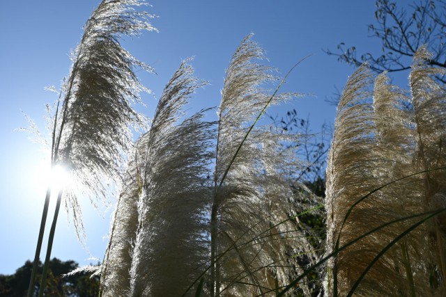 hanahakkei_pampus_251023_02