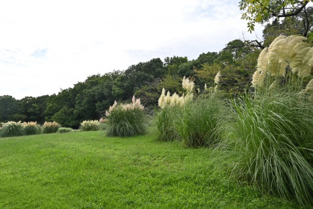hanahakkei_pampus_260908_01