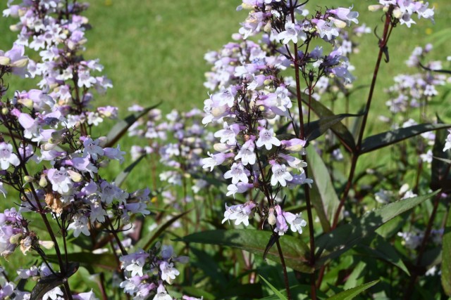 hanahakkei_penstemon_260520_01