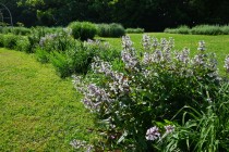 hanahakkei_penstemon_260520_02