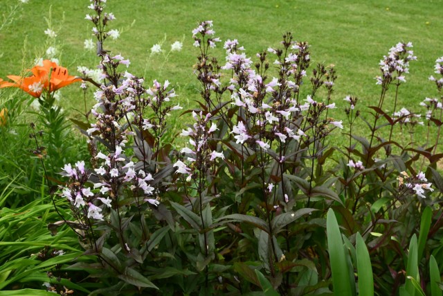 hanahakkei_penstemon_260527_01