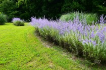hanahakkei_russian_230628_02
