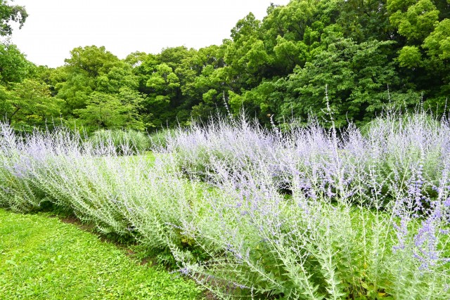hanahakkei_russian_250611_01