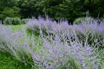 hanahakkei_russian_250702_03