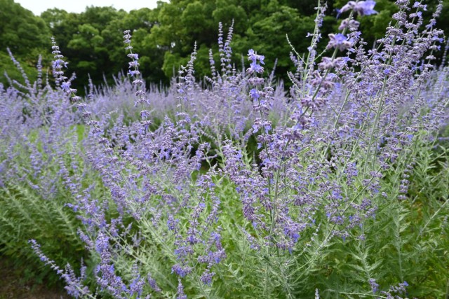 hanahakkei_russiansage_260619_01