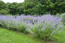 hanahakkei_russiansage_260619_02