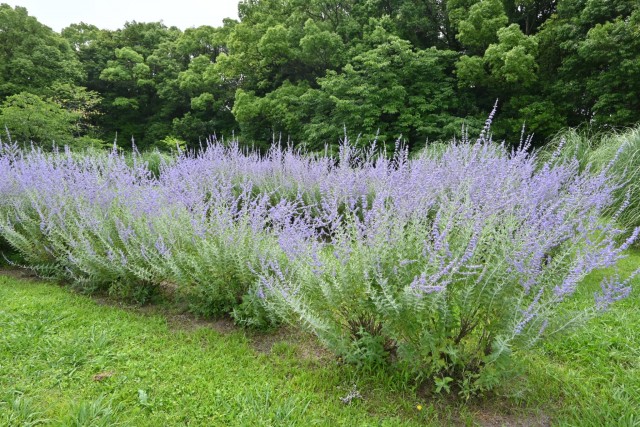 hanahakkei_russiansage_260619_02