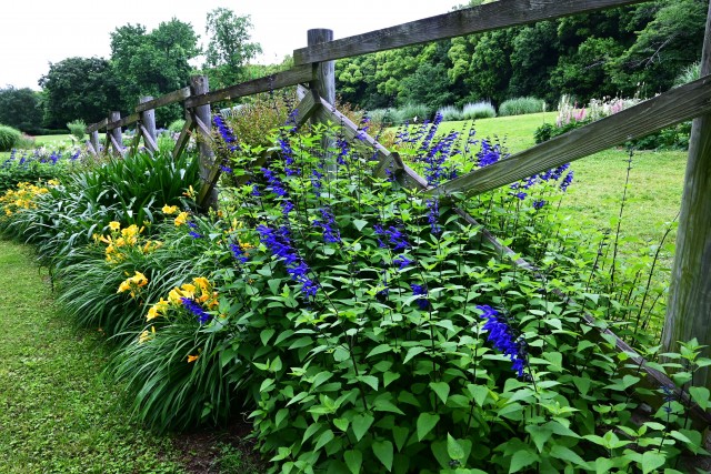 hanahakkei_salvia_230531_01