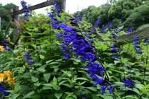 hanahakkei_salvia_230531_02