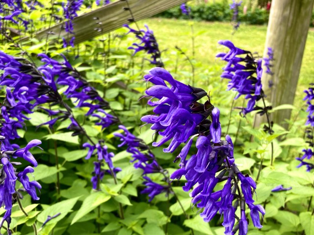 hanahakkei_salvia_230606_01