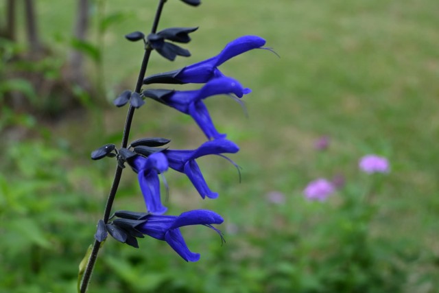 hanahakkei_salvia_260527_01