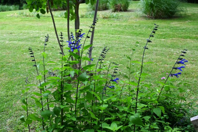 hanahakkei_salvia_260527_02