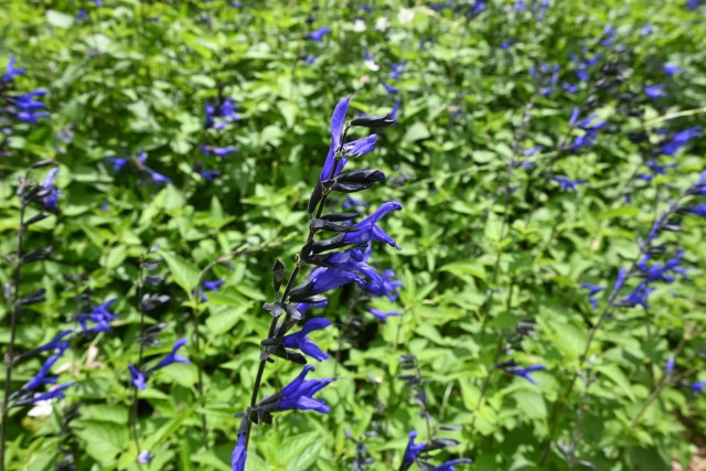 hanahakkei_salvia_260603_01