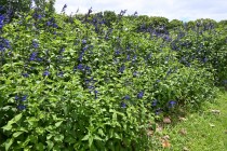 hanahakkei_salvia_260603_02