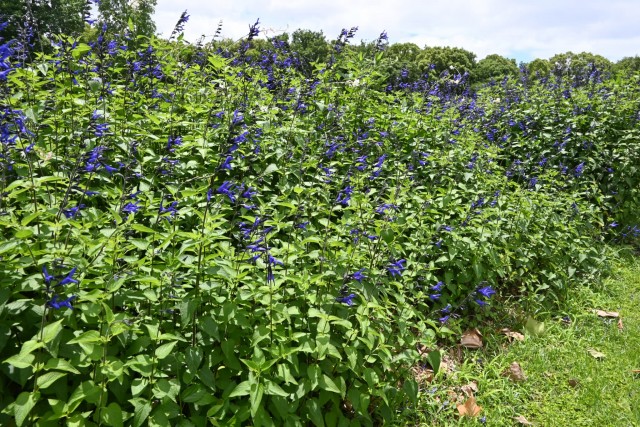 hanahakkei_salvia_260603_02