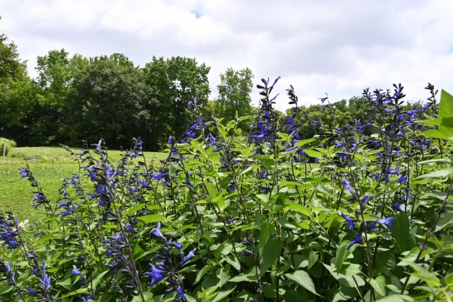 hanahakkei_salvia_260603_03