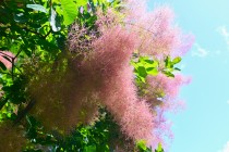 hanahakkei_smork_230525_02