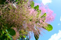 hanahakkei_smork_230525_03