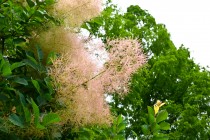 hanahakkei_smork_230614_02 