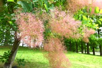 hanahakkei_smork_250521_02