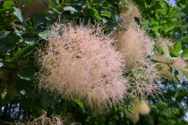 hanahakkei_smork_250618_02