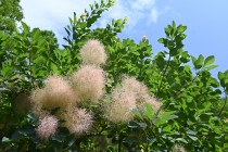 hanahakkei_smork_250618_03