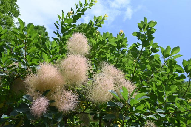 hanahakkei_smork_250618_03