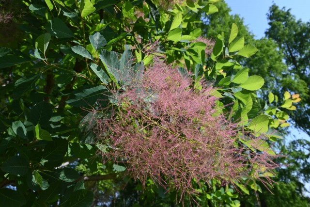 hanahakkei_smork_260520_02