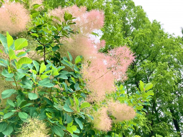 hanahakkei_smorktree_230606_01
