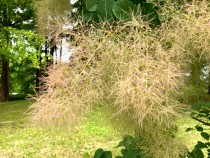 hanahakkei_smorktree_230606_02