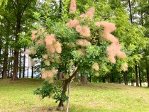 hanahakkei_smorktree_230606_03