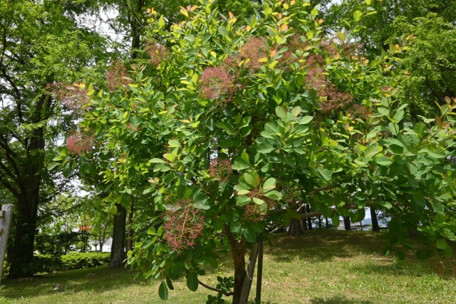 hanahakkei_smorktree_260513_01