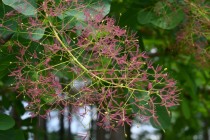 hanahakkei_smorktree_260513_02