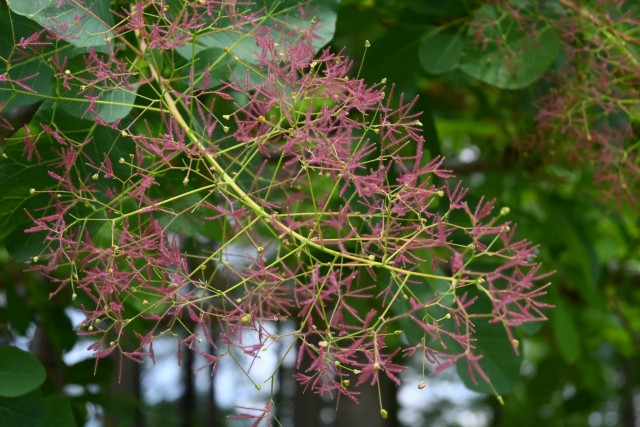 hanahakkei_smorktree_260513_02