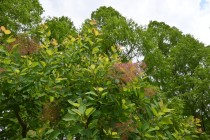 hanahakkei_smorktree_260513_03