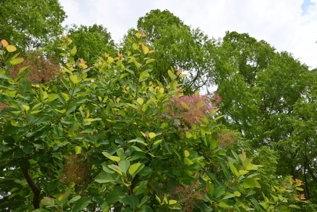 hanahakkei_smorktree_260513_03