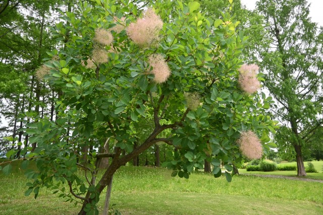 hanahakkei_smorktree_260527_01