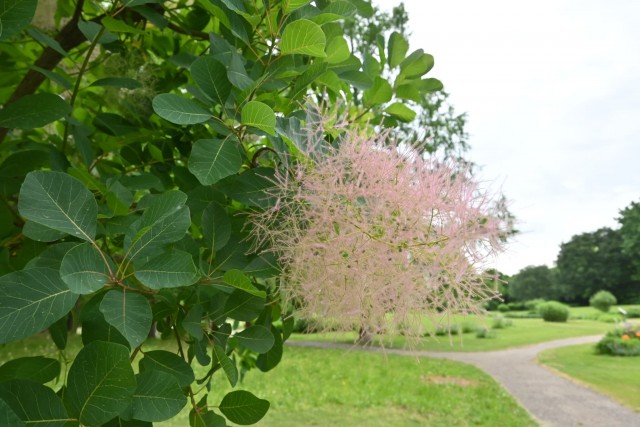 hanahakkei_smorktree_260527_02
