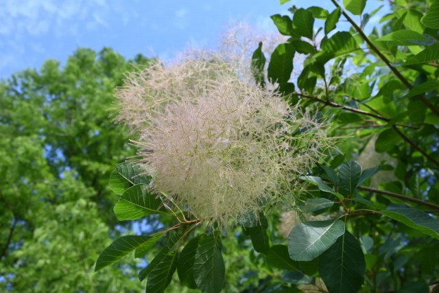 hanahakkei_smorktree_260611_01