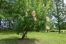 hanahakkei_smorktree_260611_02