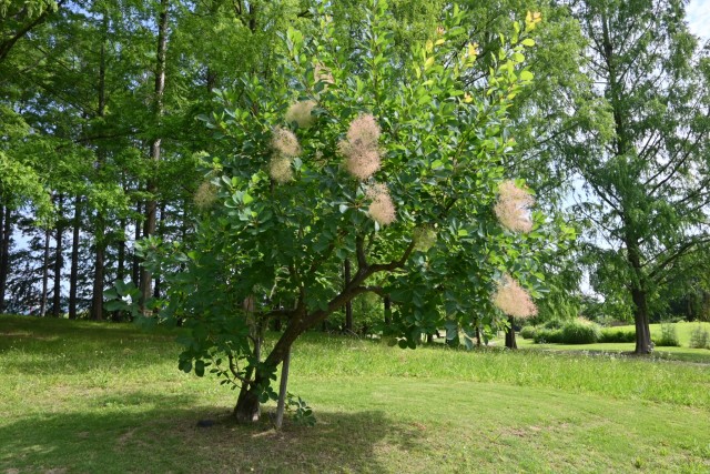 hanahakkei_smorktree_260611_02