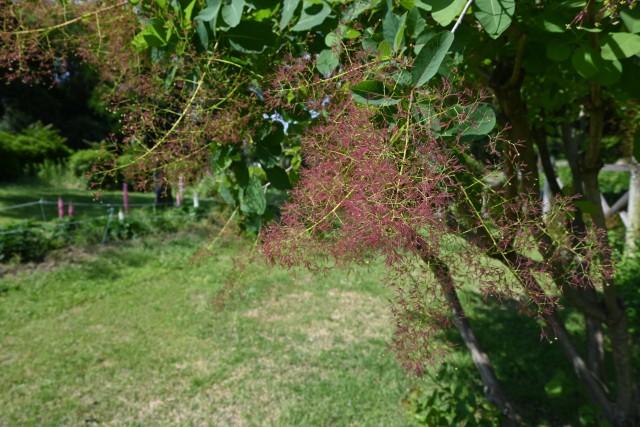hanahakkei_somrktree_230511_01