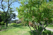 hanahakkei_somrktree_230511_02