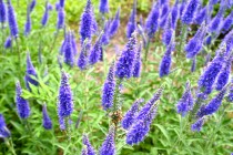 hanahakkei_velonica_250527_02