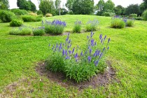hanahakkei_velonica_250527_03